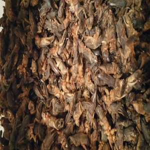 продам правильно высушенную медведку для лечения туберкулеза