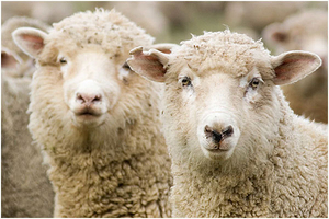 Шерсть овечья мытая Меренос - Изображение #1, Объявление #1672208