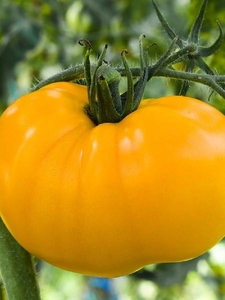 Продам рассаду томатов - Изображение #2, Объявление #1678778