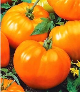Продам рассаду томатов - Изображение #3, Объявление #1678778