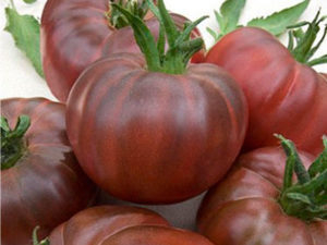 Продам рассаду томатов - Изображение #4, Объявление #1678778