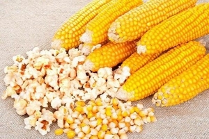 Продам рассаду кукурузы - Изображение #1, Объявление #1678785