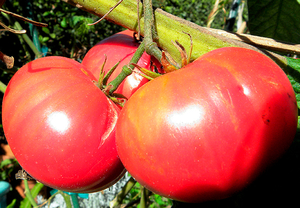 Продам рассаду томатов - Изображение #6, Объявление #1678778