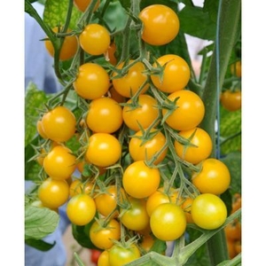 Продам рассаду томатов - Изображение #5, Объявление #1678778