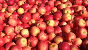 Продам яблоки сорт Гала, Фуджи, Голден Делишес, Ред Делишес, Скарлетт - Изображение #2, Объявление #1688487