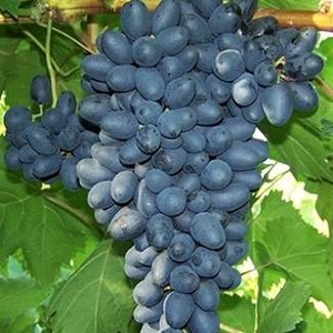 Саженец винограда бессемянного "Блек Фингер" Крым - Изображение #1, Объявление #1716887