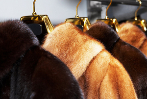 Говорящий купон для скидки на меховые изделия.