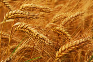 Пшеница яровая "Marvel"посевная Сербия - Изображение #1, Объявление #1716659