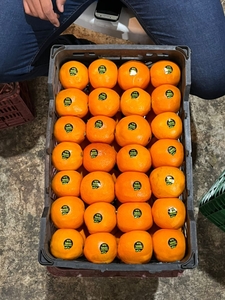 Апельсины из Ирана  - Изображение #3, Объявление #1724256
