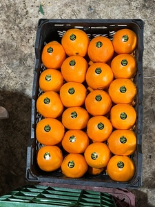 Апельсины из Ирана  - Изображение #4, Объявление #1724256