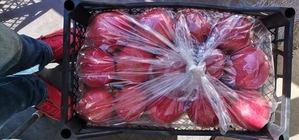 Яблоки сорт 1, порода, желтые, красные, зеленые, средные, крупные, вкусные.      - Изображение #1, Объявление #1724326