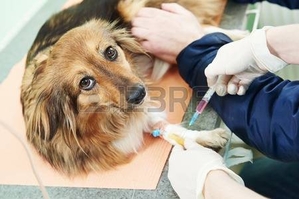 Ветеринарная помощь с выездом и в клинических условиях 247 - Изображение #2, Объявление #1730600