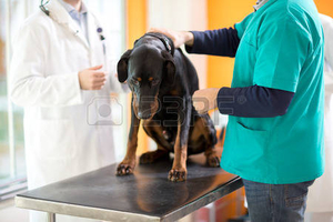 Ветеринарная помощь с выездом и в клинических условиях 247 - Изображение #4, Объявление #1730600