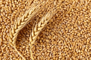 Derive end-to-end supply chain functions with the leading Russia wheat supplier - Изображение #1, Объявление #1733957