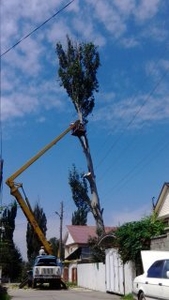 Спил деревьев в Алматы и Алматинской области!!! (НЕ ДОРОГО!!!) - Изображение #4, Объявление #1360479