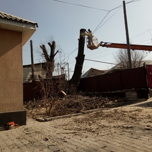 Спил деревьев в Алматы и Алматинской области!!! ( НЕ ДОРОГО!!!) - Изображение #3, Объявление #1360486