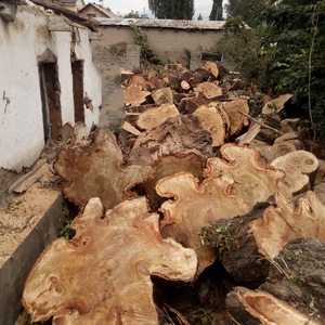 Спил деревьев в Алматы и Алматинской области!!! ( НЕ ДОРОГО!!!) - Изображение #2, Объявление #1360486