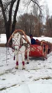 катание на санях, запряженные  белой лошадью – зимнее развлечение для детей и вз - Изображение #2, Объявление #1527729