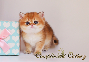 британские золотые котята алматы - Изображение #1, Объявление #1737195