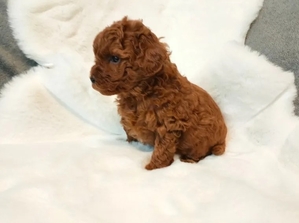 Toy Poodle puppies in red with pedigree - Изображение #1, Объявление #1741514