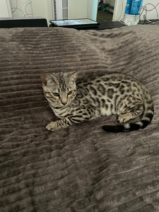 Срочнр Продам КОТА Бенгал #1751167