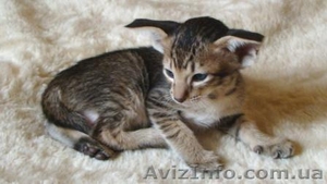 Ориентальные и сиамские котята - Изображение #4, Объявление #285681