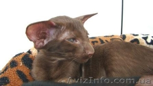 Ориентальные и сиамские котята - Изображение #2, Объявление #285681