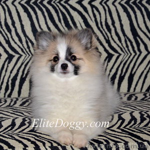 100 % эксклюзив померанского шпица