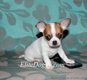 Чихуахуа,  щенки VIP класса