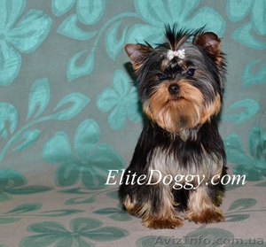 Йоркширский терьер,  элитные малютки!