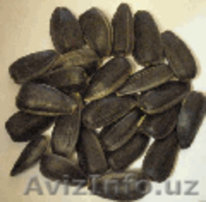 Подсолнечник товарный с доставкой в Казахстан