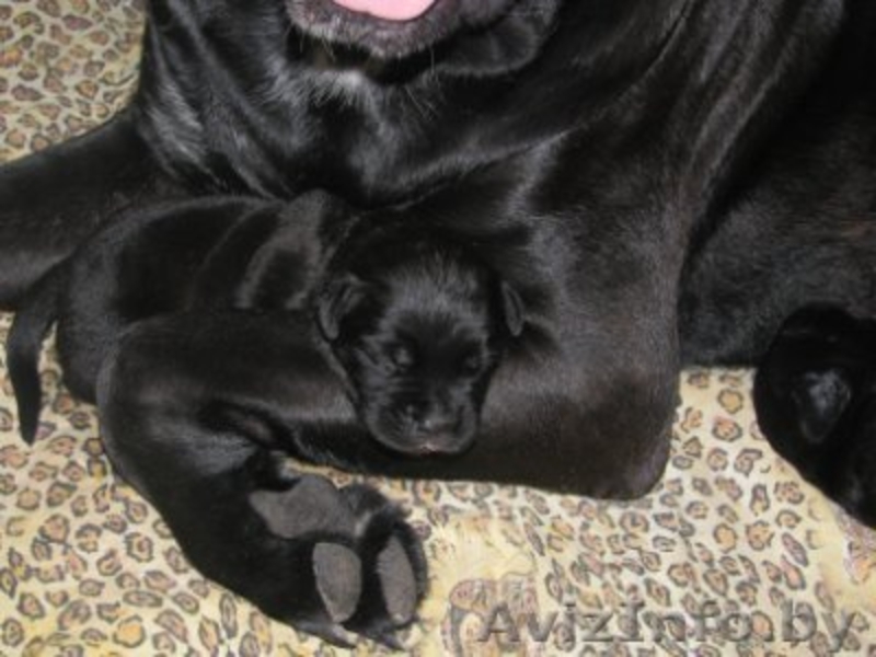 Элитные щенки кане корсо от импортированных родителей! - Изображение #3, Объявление #478220