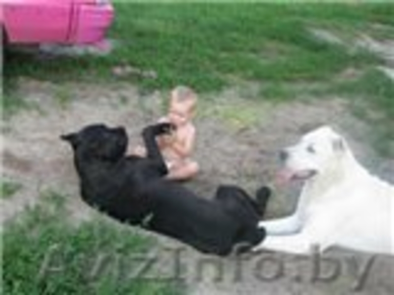 Элитные щенки кане корсо от импортированных родителей! - Изображение #2, Объявление #478220