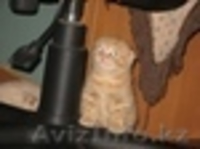   Продаётся    шотландские вислоухие котята - Изображение #2, Объявление #2932