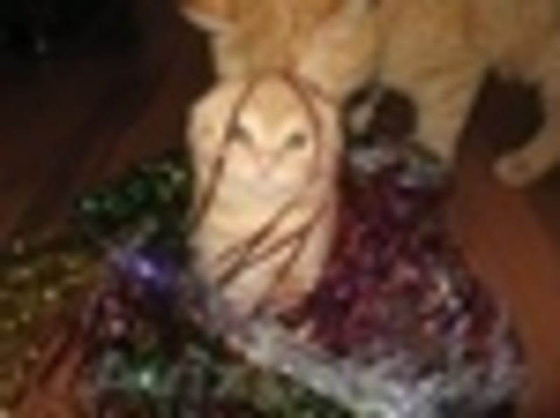   Продаётся    шотландские вислоухие котята - Изображение #3, Объявление #2932