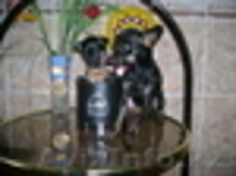 Продаётся Той-терьера щенки, девочка - Изображение #1, Объявление #2281