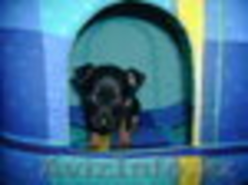 Продаётся Той-терьера щенки, девочка - Изображение #3, Объявление #2281