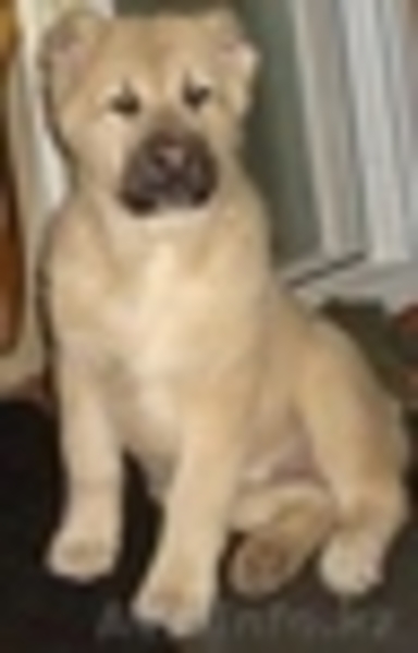   Продаётся   щенок Алабая (среднеазиатская овчарка)девочка. - Изображение #2, Объявление #3363