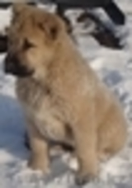   Продаётся   щенок Алабая (среднеазиатская овчарка)девочка. - Изображение #3, Объявление #3363