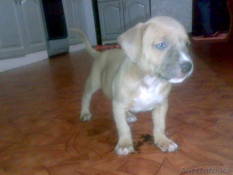 Щенки Стаффорд! - Изображение #1, Объявление #6491