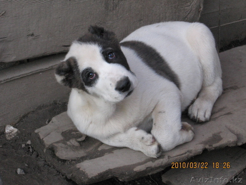 Продам щенков алабая - Изображение #3, Объявление #16783