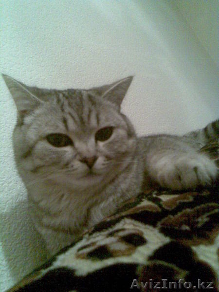 продам британского кота - Изображение #2, Объявление #17900