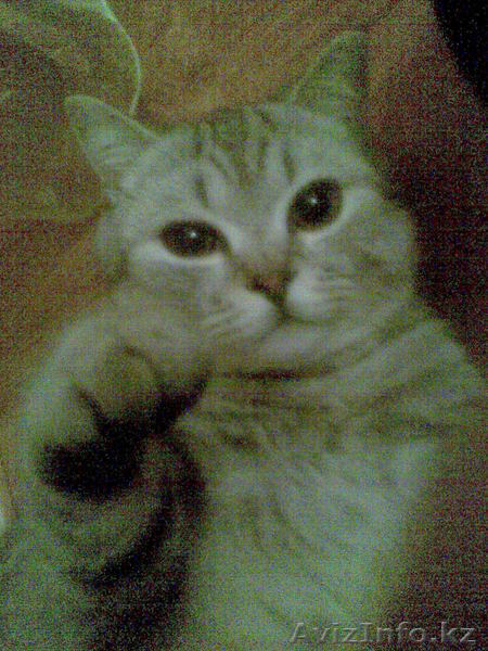 продам британского кота - Изображение #3, Объявление #17900