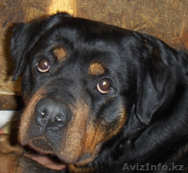Ротвейлера Щенки - Изображение #2, Объявление #15580