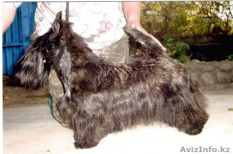  щенки скотч-терьера - Изображение #2, Объявление #12775