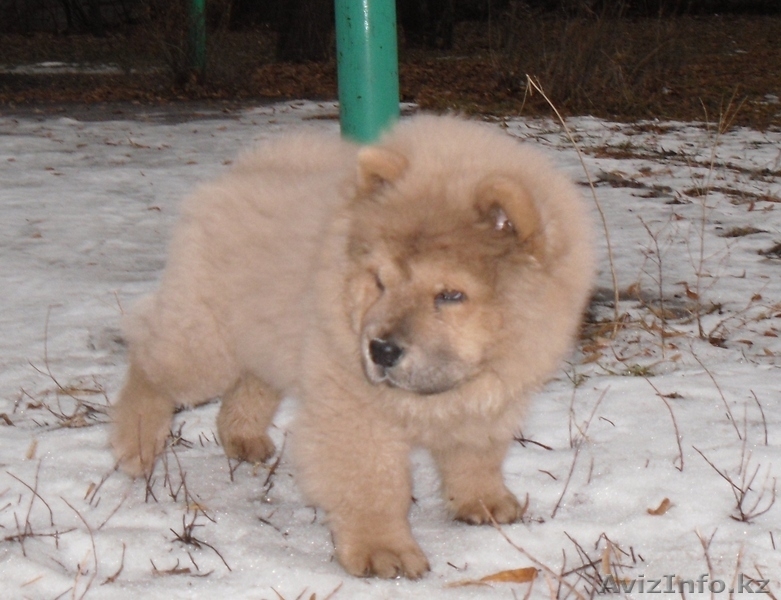 Продаётся щенок Чау-Чау с родословной. - Изображение #3, Объявление #12524