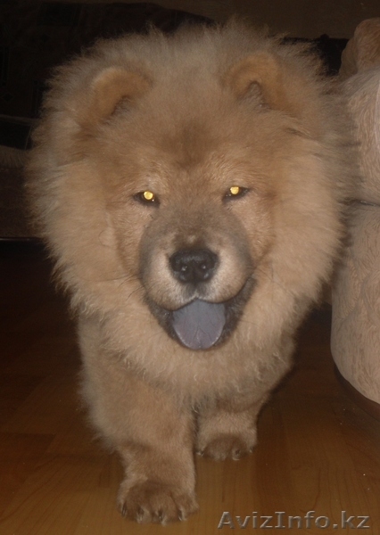 Продаётся щенок Чау-Чау с родословной. - Изображение #2, Объявление #12524