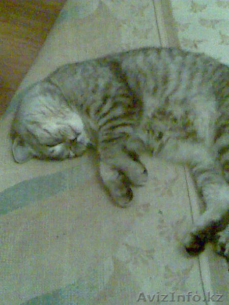 продам британского кота - Изображение #1, Объявление #17900