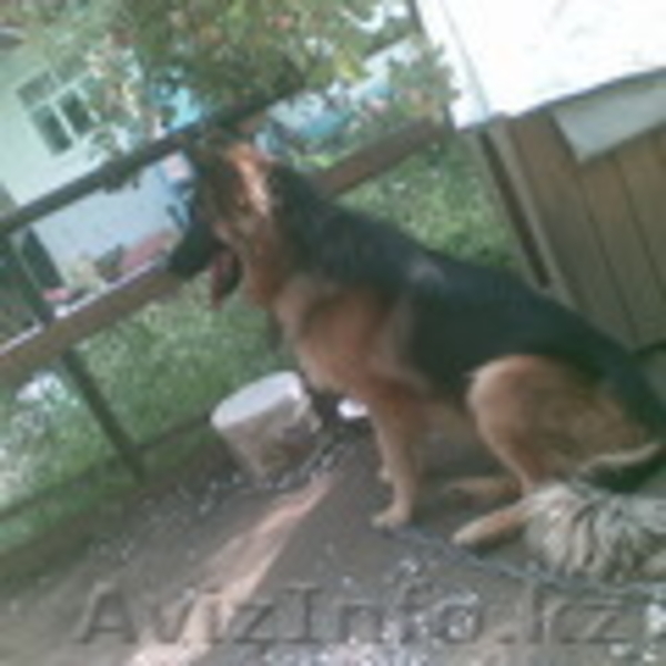 ищу сучку для вязки - Изображение #2, Объявление #26854