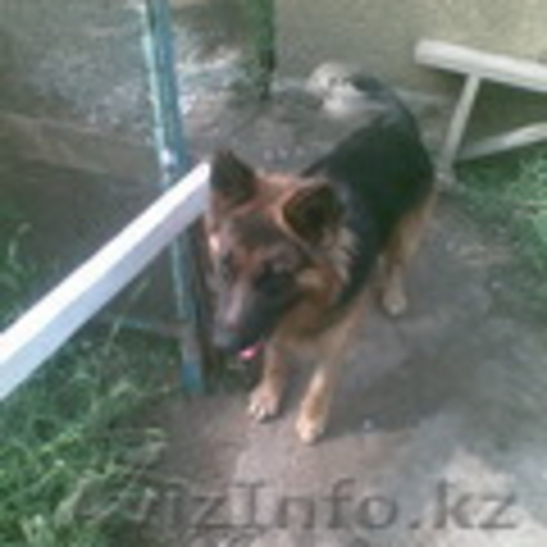 ищу сучку для вязки - Изображение #3, Объявление #26854